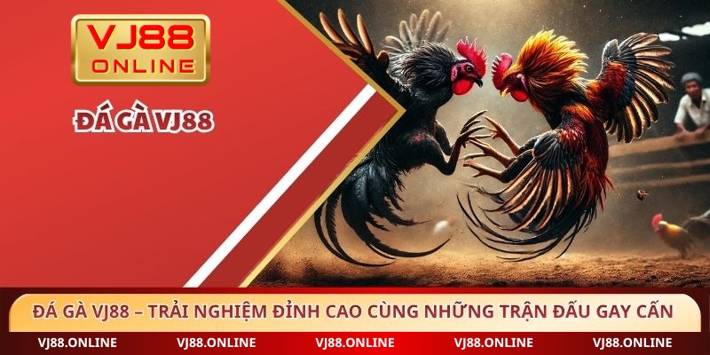 Đá gà VJ88